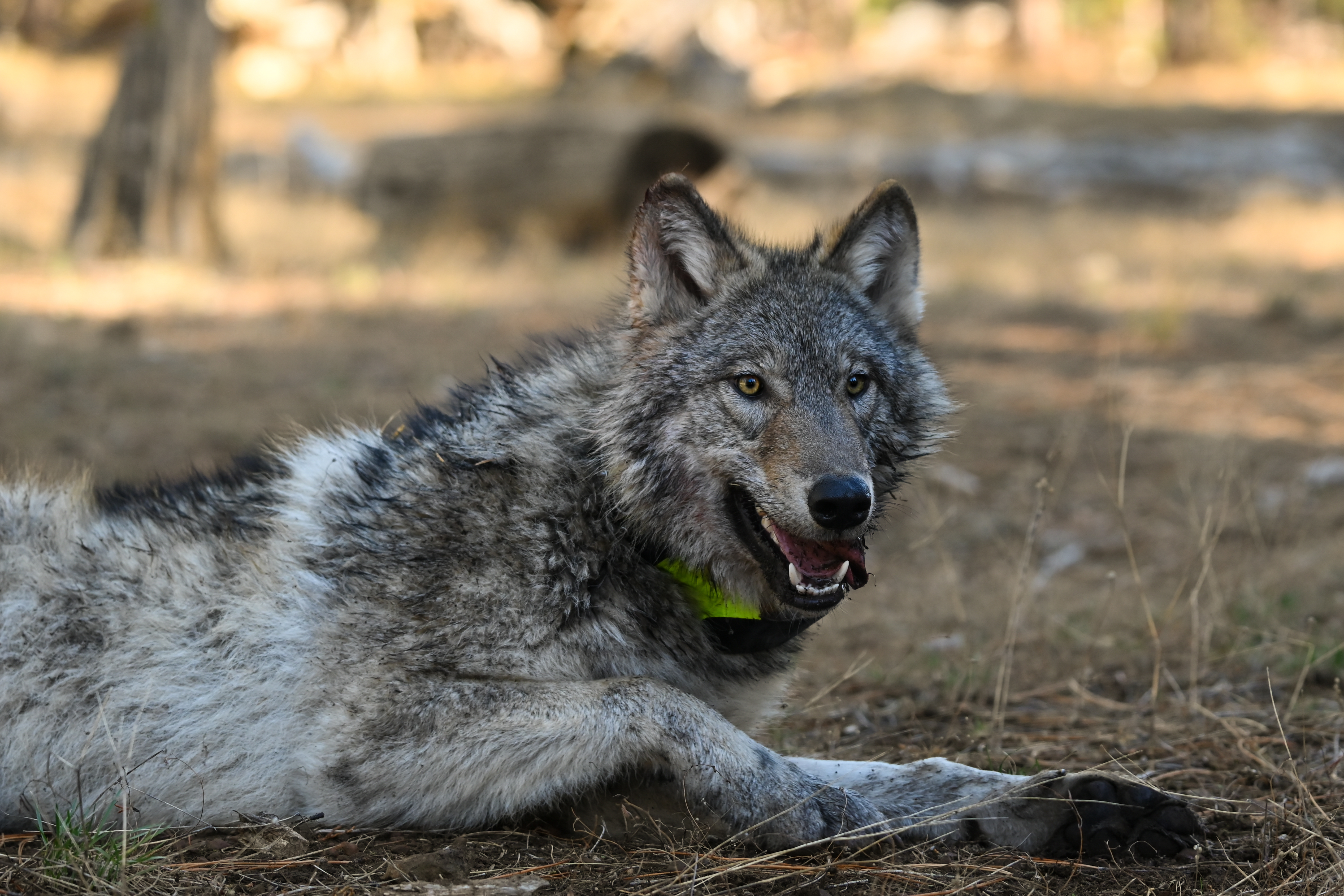 Gray wolf captured in the whaleback pack in January 2026